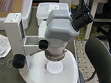 実体顕微鏡